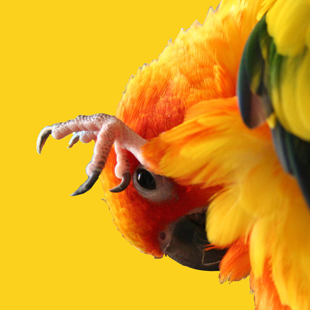 An orange, yellow, and green parrot is playing peekaboo. The background is bright yellow.